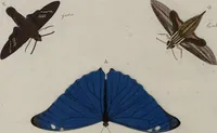 Picture 108 of 169 from (Band 1, Tafeln): De plaaten I - XCVI (1779), leaf 63