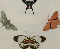 Picture 110 of 169 from (Band 1, Tafeln): De plaaten I - XCVI (1779), leaf 65