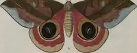 Picture 111 of 169 from (Band 1, Tafeln): De plaaten I - XCVI (1779), leaf 66
