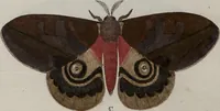 Picture 112 of 169 from (Band 1, Tafeln): De plaaten I - XCVI (1779), leaf 66