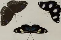 Picture 114 of 169 from (Band 1, Tafeln): De plaaten I - XCVI (1779), leaf 67