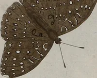 Picture 116 of 169 from (Band 1, Tafeln): De plaaten I - XCVI (1779), leaf 68