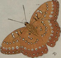 Picture 119 of 169 from (Band 1, Tafeln): De plaaten I - XCVI (1779), leaf 68