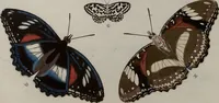 Picture 121 of 169 from (Band 1, Tafeln): De plaaten I - XCVI (1779), leaf 69