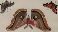 Picture 9 of 169 from (Band 1, Tafeln): De plaaten I - XCVI (1779), leaf 7