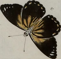 Picture 123 of 169 from (Band 1, Tafeln): De plaaten I - XCVI (1779), leaf 70
