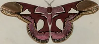 Picture 124 of 169 from (Band 1, Tafeln): De plaaten I - XCVI (1779), leaf 70