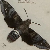 Picture 125 of 169 from (Band 1, Tafeln): De plaaten I - XCVI (1779), leaf 70