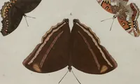 Picture 126 of 169 from (Band 1, Tafeln): De plaaten I - XCVI (1779), leaf 71