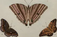 Picture 127 of 169 from (Band 1, Tafeln): De plaaten I - XCVI (1779), leaf 71