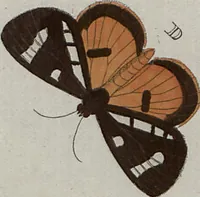 Picture 129 of 169 from (Band 1, Tafeln): De plaaten I - XCVI (1779), leaf 72