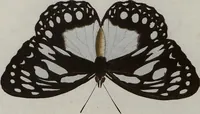Picture 130 of 169 from (Band 1, Tafeln): De plaaten I - XCVI (1779), leaf 72