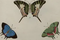 Picture 133 of 169 from (Band 1, Tafeln): De plaaten I - XCVI (1779), leaf 74