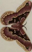 Picture 136 of 169 from (Band 1, Tafeln): De plaaten I - XCVI (1779), leaf 77