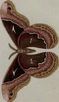 Picture 138 of 169 from (Band 1, Tafeln): De plaaten I - XCVI (1779), leaf 78