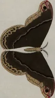 Picture 139 of 169 from (Band 1, Tafeln): De plaaten I - XCVI (1779), leaf 78