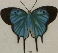 Picture 141 of 169 from (Band 1, Tafeln): De plaaten I - XCVI (1779), leaf 78