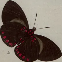 Picture 144 of 169 from (Band 1, Tafeln): De plaaten I - XCVI (1779), leaf 79