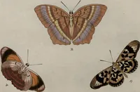 Picture 153 of 169 from (Band 1, Tafeln): De plaaten I - XCVI (1779), leaf 83