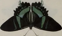 Picture 155 of 169 from (Band 1, Tafeln): De plaaten I - XCVI (1779), leaf 85