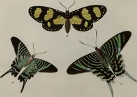 Picture 159 of 169 from (Band 1, Tafeln): De plaaten I - XCVI (1779), leaf 87