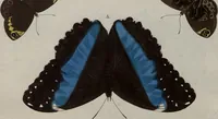 Picture 160 of 169 from (Band 1, Tafeln): De plaaten I - XCVI (1779), leaf 88