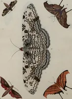 Picture 162 of 169 from (Band 1, Tafeln): De plaaten I - XCVI (1779), leaf 89