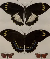 Picture 13 of 169 from (Band 1, Tafeln): De plaaten I - XCVI (1779), leaf 9