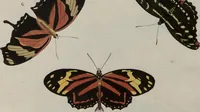Picture 164 of 169 from (Band 1, Tafeln): De plaaten I - XCVI (1779), leaf 92