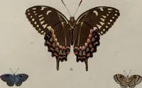 Picture 168 of 169 from (Band 1, Tafeln): De plaaten I - XCVI (1779), leaf 95