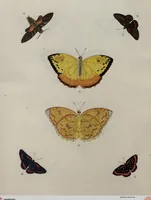 Picture 169 of 169 from (Band 1, Tafeln): De plaaten I - XCVI (1779), leaf 96