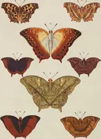 An illustration from (Band 4, Tafeln): De plaaten CCLXXXIX - CCCC (1782)