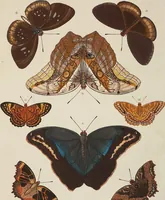 An illustration from (Band 4, Tafeln): De plaaten CCLXXXIX - CCCC (1782)
