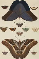 An illustration from (Band 4, Tafeln): De plaaten CCLXXXIX - CCCC (1782)