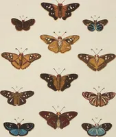 An illustration from (Band 4, Tafeln): De plaaten CCLXXXIX - CCCC (1782)