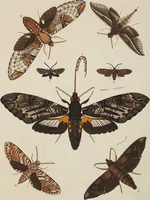An illustration from (Band 4, Tafeln): De plaaten CCLXXXIX - CCCC (1782)