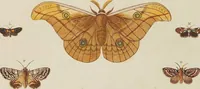 An illustration from (Band 4, Tafeln): De plaaten CCLXXXIX - CCCC (1782)