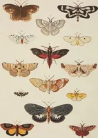 An illustration from (Band 4, Tafeln): De plaaten CCLXXXIX - CCCC (1782)