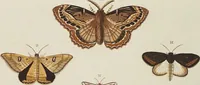 An illustration from (Band 4, Tafeln): De plaaten CCLXXXIX - CCCC (1782)