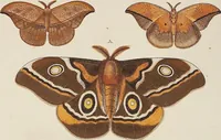 An illustration from (Band 4, Tafeln): De plaaten CCLXXXIX - CCCC (1782)