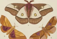 An illustration from (Band 4, Tafeln): De plaaten CCLXXXIX - CCCC (1782)