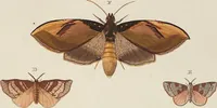 An illustration from (Band 4, Tafeln): De plaaten CCLXXXIX - CCCC (1782)