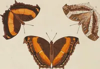 An illustration from (Band 4, Tafeln): De plaaten CCLXXXIX - CCCC (1782)