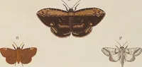 An illustration from (Band 4, Tafeln): De plaaten CCLXXXIX - CCCC (1782)
