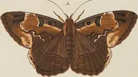 An illustration from (Band 4, Tafeln): De plaaten CCLXXXIX - CCCC (1782)