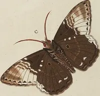 An illustration from (Band 4, Tafeln): De plaaten CCLXXXIX - CCCC (1782)