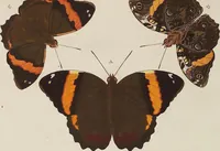 An illustration from (Band 4, Tafeln): De plaaten CCLXXXIX - CCCC (1782)