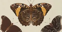 An illustration from (Band 4, Tafeln): De plaaten CCLXXXIX - CCCC (1782)