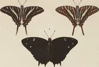 An illustration from (Band 4, Tafeln): De plaaten CCLXXXIX - CCCC (1782)