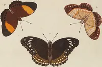 An illustration from (Band 4, Tafeln): De plaaten CCLXXXIX - CCCC (1782)